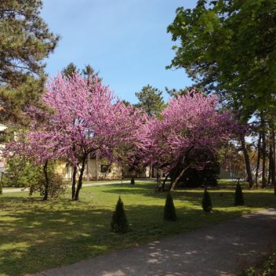Zöldövezet